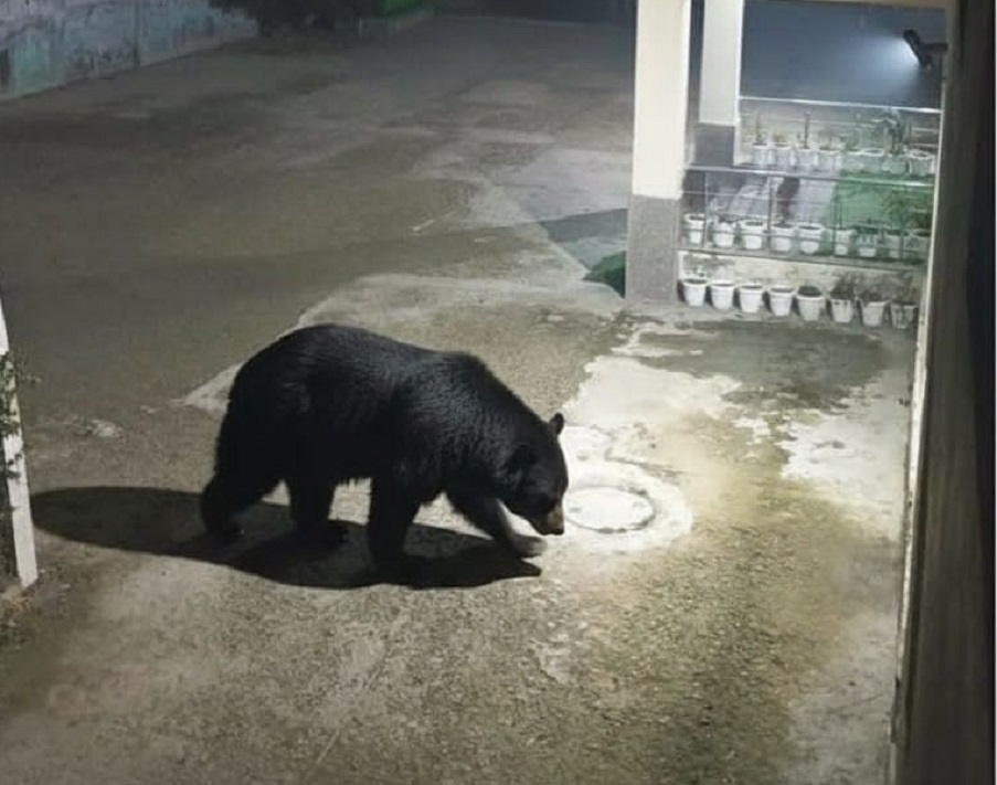 A roaming animal becomes a symbol of a valley where forests and people struggle to find space.