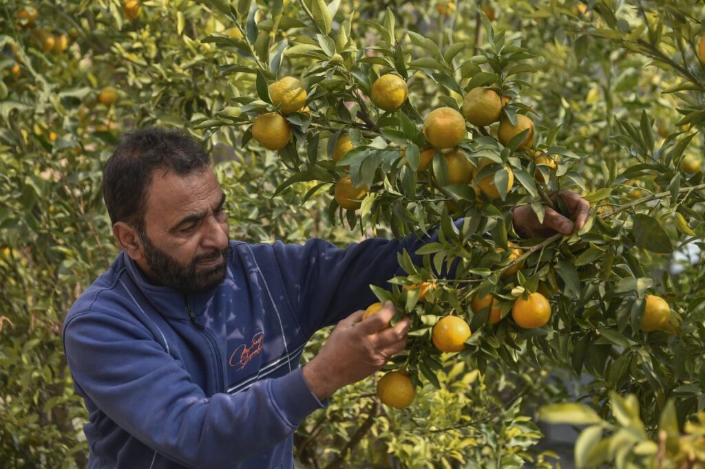 In Photos: Srinagar’s Orange Harvest