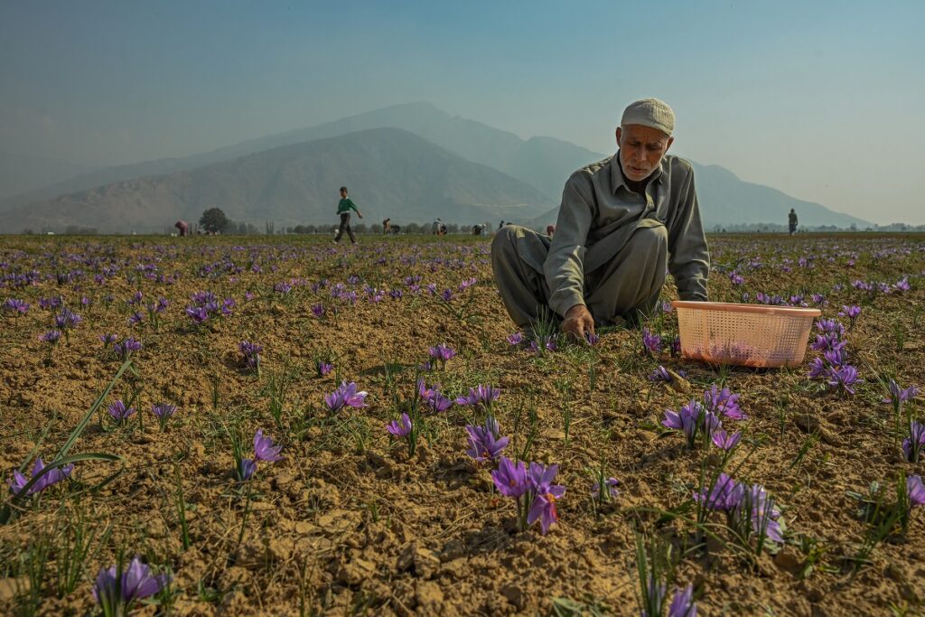 A recent Iranian scientific review has laid bare long-ignored problems in Kashmir’s saffron fields at a time when the crop faces climate and market pressure.
