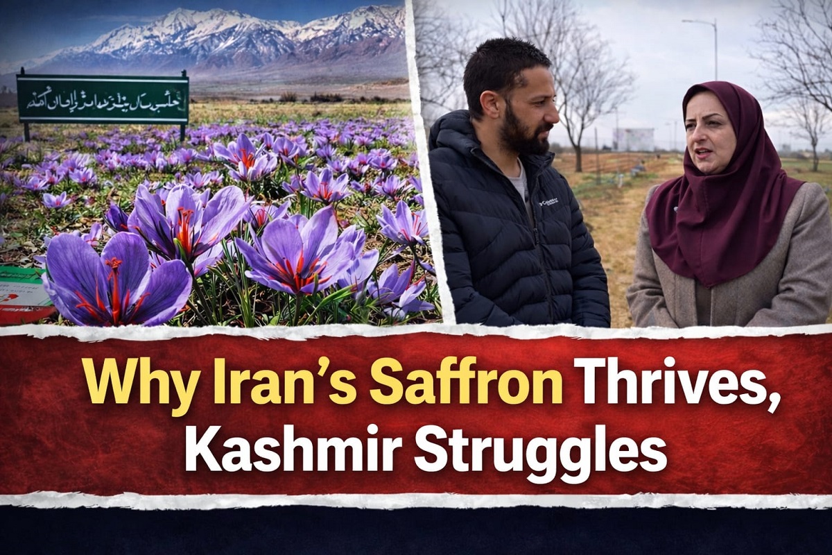 Iran Cracked the Saffron Code, Kashmir Didn’t: What Iranian Experts Say