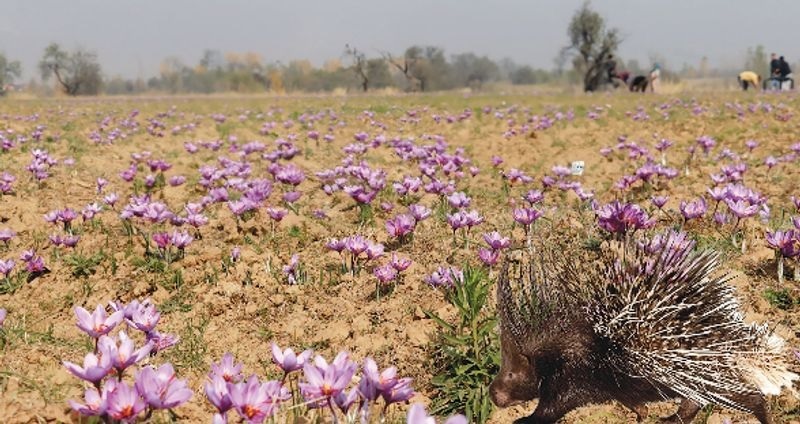 'Red Gold’ At Risk As Porcupines Destroy Saffron Corms