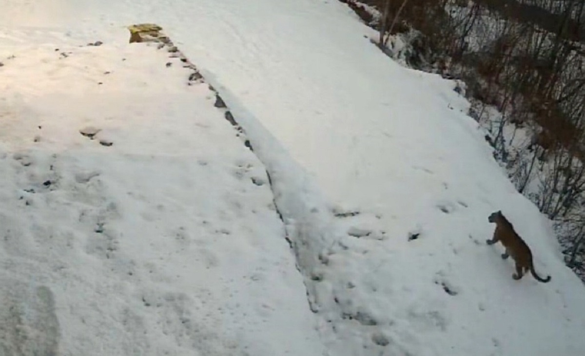 Leopard Movement Reported in Budgam, Advisory Issued